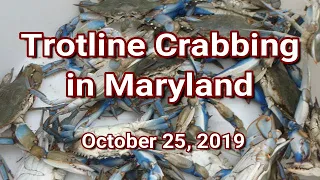 Trotline Crabbing in Maryland 10-25-2019