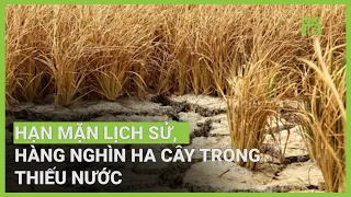 Nam Bộ hạn mặn lịch sử, hàng nghìn ha cây trồng thiếu nước | VTC16