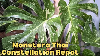 DO this for a LARGER MONSTERA THAI