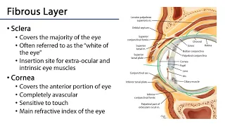 Eye -  Orbit & Eye M1 Learning Objectives
