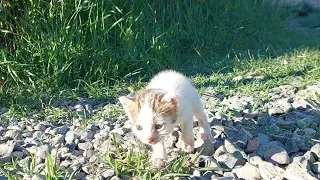 The cutest, most beautiful Little cats in the world go for a walk😍