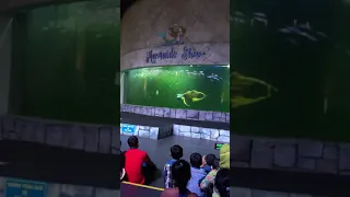 ATRAKSI MERMAID DI ANCOL SERU BANGET