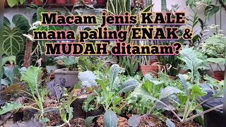 JENIS KALE terENAK & terMUDAH ditanam