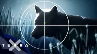 Toter Wolf – guter Wolf? | Artenschutz