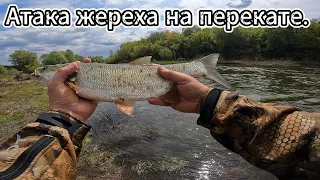 МОЩНАЯ АТАКА ЖЕРЕХА НА ПЕРЕКАТЕ.