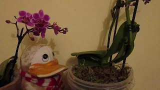 Орхидеи!Удачный эксперимент!Как получить детку Орхидеи на цветоносе с помощью цитокининовой пасты!