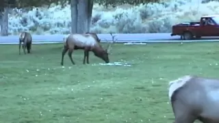 Bull Elk Ramming Cars in Yellowstone