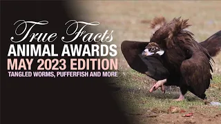 True Facts Animal Awards: Tangle Worms, Creepiest Dave & Much More