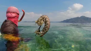 napaka daling hulihin pero npaka dilikadong hawakan SEA MANTIS