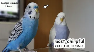 Budgie sounds for lonely budgies | 1 hour most chirpful Kiki the budgie
