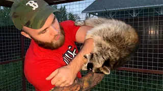 DODGY RACCOON ATTACKS MAN / Maine Coon cute bites hand