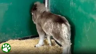 Heartbroken foal learns what love is