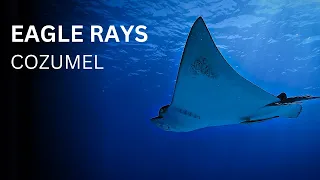 Diving with Eagle Rays in Cozumel - 4K