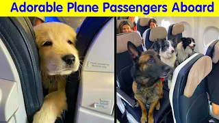 People Captured The Most Adorable Plane Passengers Aboard - cute animal