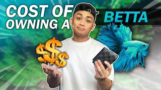 How Much Does a Betta Fish ACTUALLY Cost? Here's the TRUE Cost | Watch This Before Buying a Betta