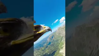 Eagle’s POV While Flying