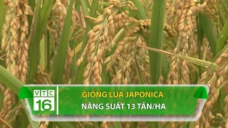 Giống lúa Japonica năng suất 13 tấn/ha | VTC16