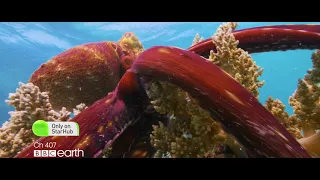 Blue Planet II on BBC Earth | StarHub TV