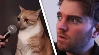 Shane vs Cat 📰 PEW NEWS📰