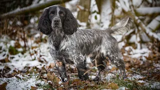 Rough Shooting for Pheasants