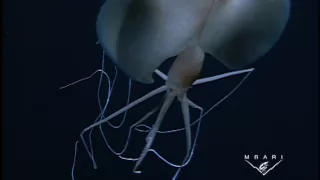 Magnapinna sp. - The Long-armed Squid