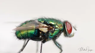 Fly close-up at Residence backyard