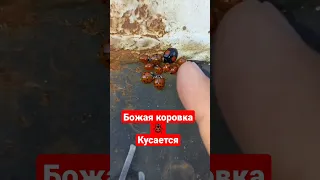 божая коровка 🐞 кусается