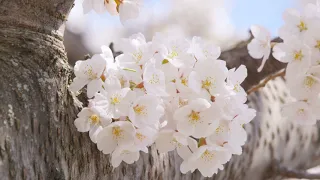 MOST BEAUTIFUL FLOWERS EVER | Instrumental Music  to relax, focus and meditate