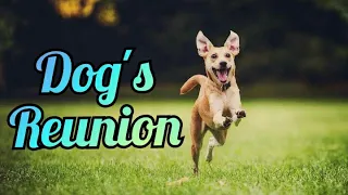 Dog's reunion with their owners after long time | Amazing Unknowns