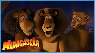 DreamWorks Madagascar | Alex Meets His Parents | Madagascar: Escape 2 Africa Movie Clip