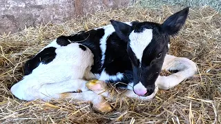 The Most Important Part of Our Farm! New Born Calf!