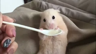 30 Funny Hamsters Videos Compilation #2  | Funny and Cute Moment of the Animals