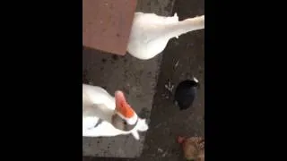 Getting attacked by geese