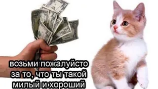 Не много юмора с животными 🐱