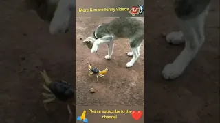 Funniest Animal Videos! funny Dogs  🐕and Cats😹