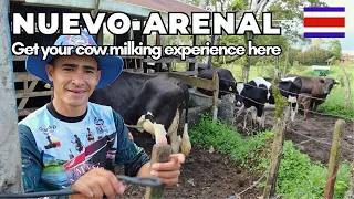 Cow Milking Tour In Nuevo Arenal, Costa Rica