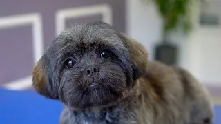 CUTE PUPPY, FIRST GROOMING WITH SCISSOR ✂️❤️🐶