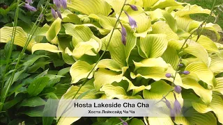 ХОСТЫ ЖЕЛТЫЕ и ЗЕЛЕНЫЕ в разном сочетании. КРАСИВЫЕ СОРТА. Beautiful hosts in landscape design.