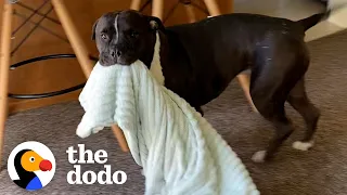 Pittie Brings His Security Blanket Everywhere | The Dodo Pittie Nation
