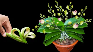 Magical trick to help orchids grow 100 branches and bloom all year round