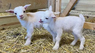 Three-day-old baby goat already acting like the buckling he is! 😆