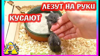 УКУСИЛ ХОМЯЧОНОК / ХОМКИ АТАКУЮТ / ХОМЯЧАТА КЕМБЕЛЛА / Alisa Easy Pets