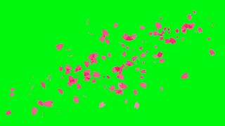 Cherry Blossom Sakura Petals Falling Green Screen | Free Use (2021)