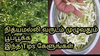 நித்யமல்லி வருடம் முழுவது பூப்பூக்க / Varudam Muluvathu Poopooka  Intha Tips/Nithya Malli poo Part 2