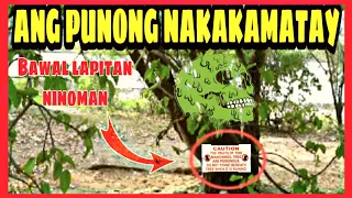 ▶️ Ang Punong Nakakamatay Bawal Lapitan Ninuman | Tree of Death | Boss Tv