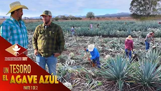 PRODUCCIÓN DE AGAVE PARA TEQUILA, una actividad de muchos años