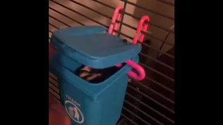 Sugar Gliders Hiding In Trash Can Toy