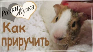 Как приручить морскую свинку к рукам.  Наша история. Нow to tame a guinea pig in hand