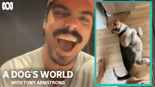 Tony Armstrong reacts to cute dogs | A Dog's World with Tony Armstrong