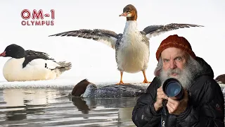 Olympus OM-1 Slow Motion Video of Mergansers in the mist. Several days Photographing Mergansers Brrr